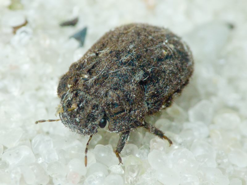Odontoscelis (Obscuromorpha) hispidula (Jakovlev, 1874)